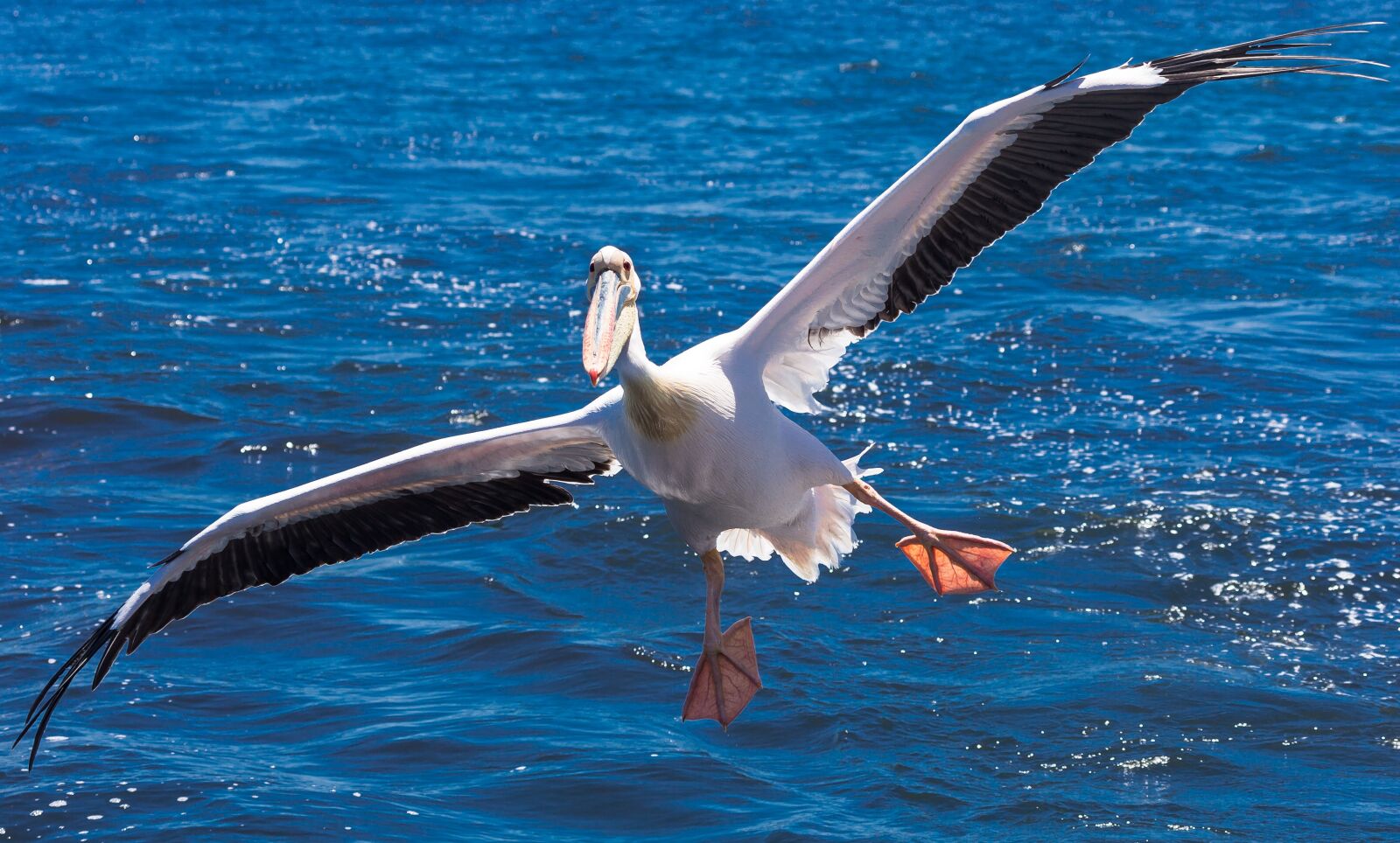 Canon EOS-1D X sample photo. Pelican, bird, africa photography