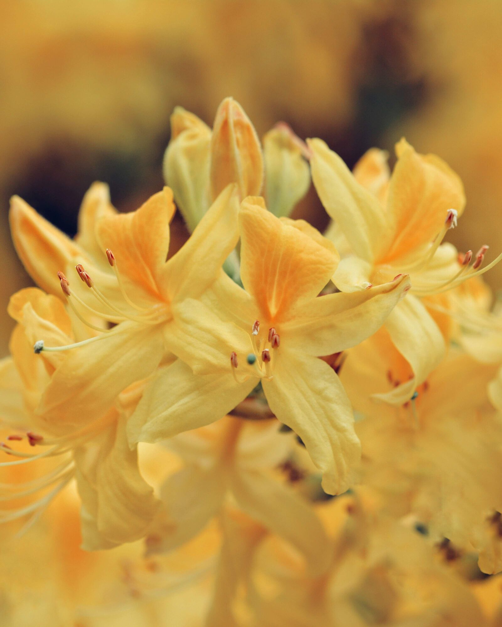 Nikon D5200 sample photo. Rhododendron, yellow, spring photography