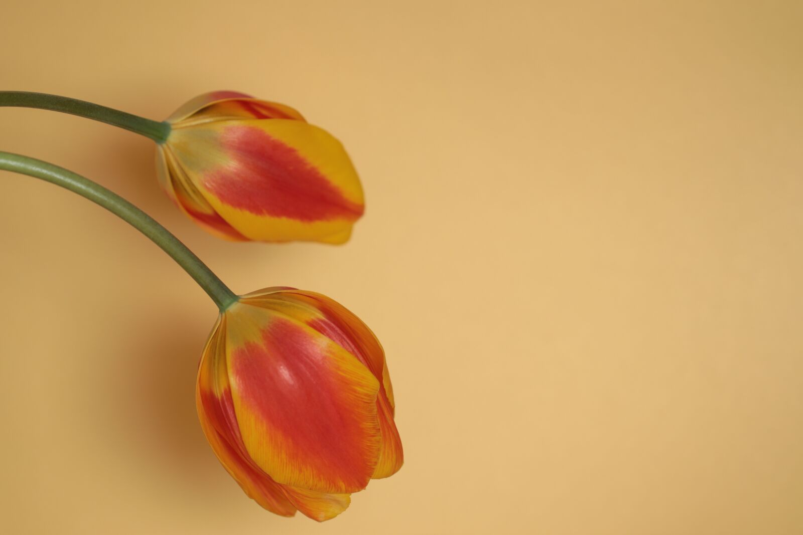 Canon EF 100mm F2.8L Macro IS USM sample photo. Flowers, tulips, nature photography