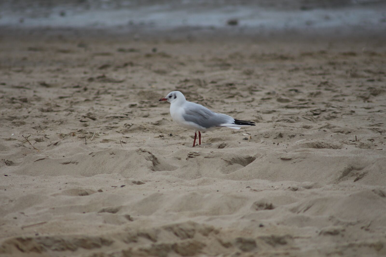 Canon EOS 700D (EOS Rebel T5i / EOS Kiss X7i) sample photo. Animals, wild bird, flying photography