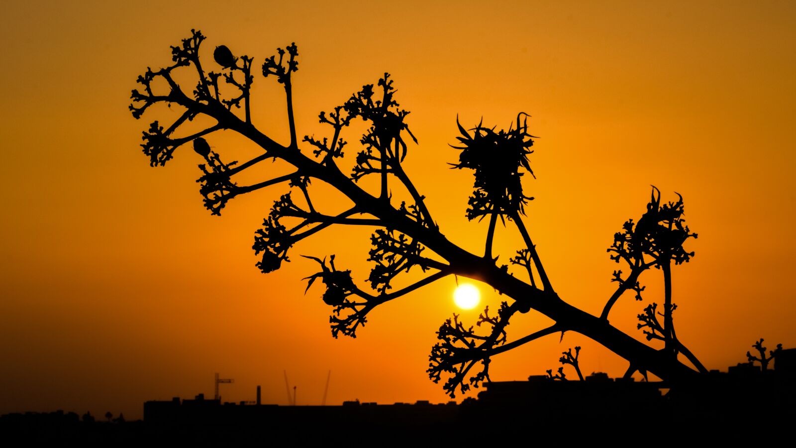 Nikon D3300 sample photo. Tree, sun, sunset photography