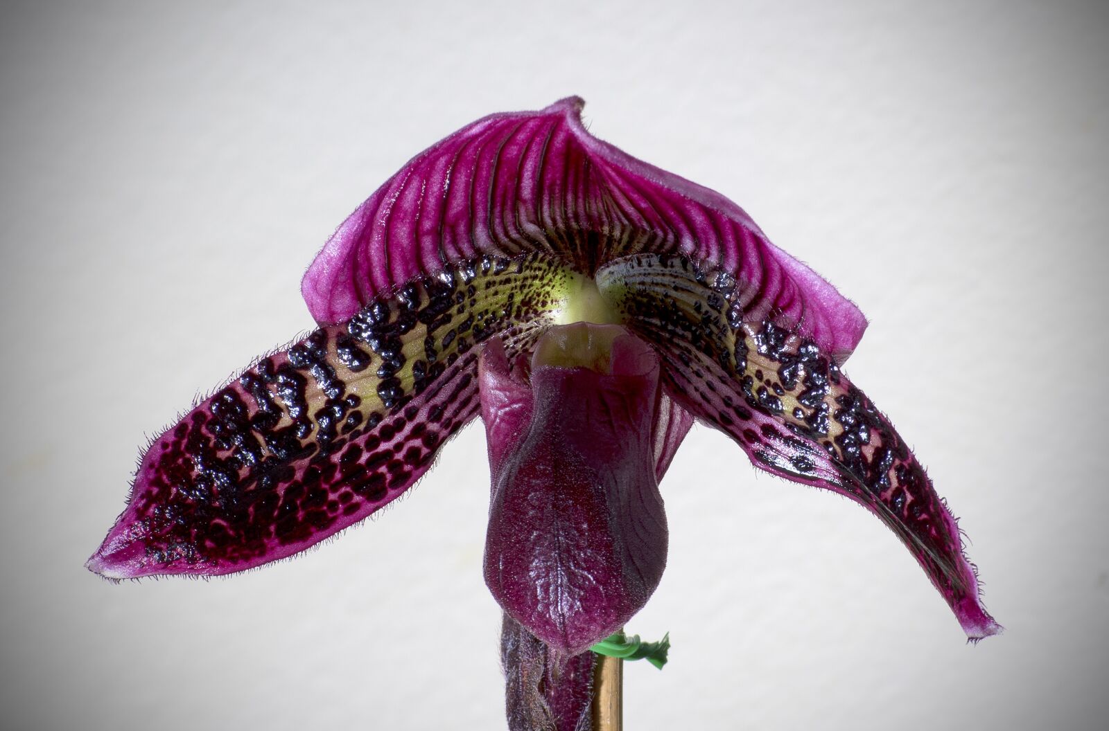 Nikon D5500 sample photo. Paphiopedilum, orchid, bloom photography