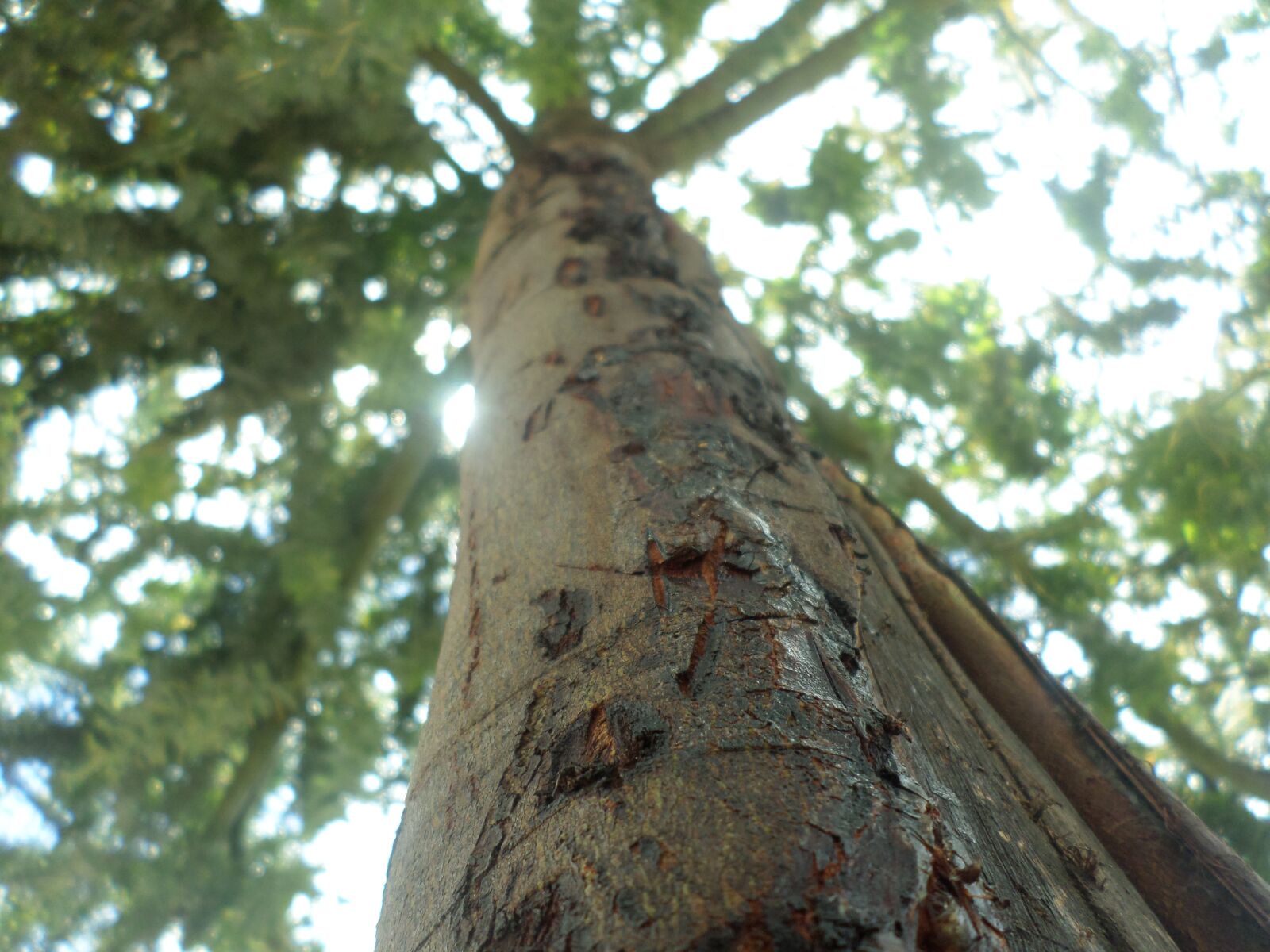 Samsung DV150F/DV151F/DV155F sample photo. árbol, verde, marron photography