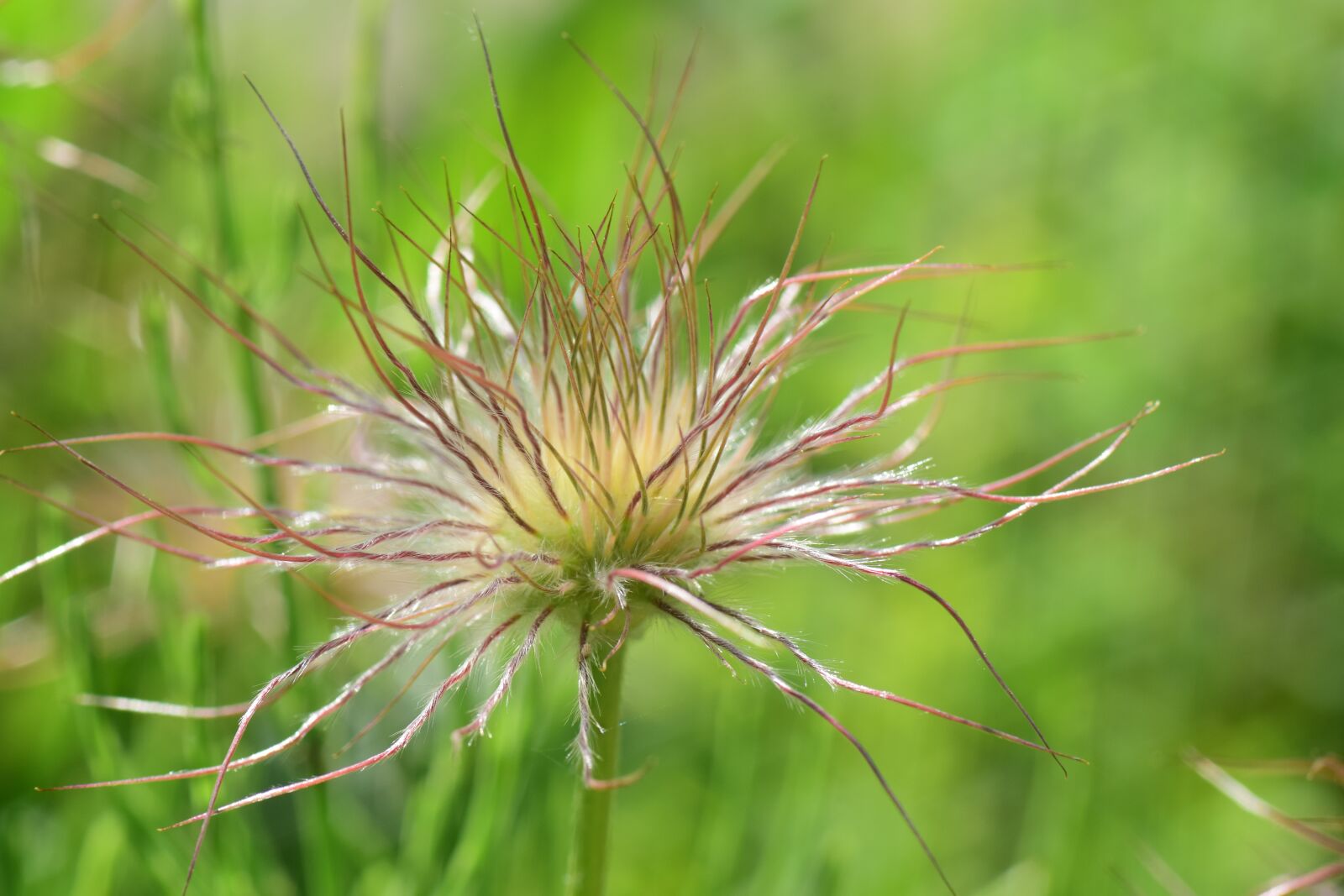 Nikon D3300 sample photo. Pasque flower, pulsatilla vulgaris photography