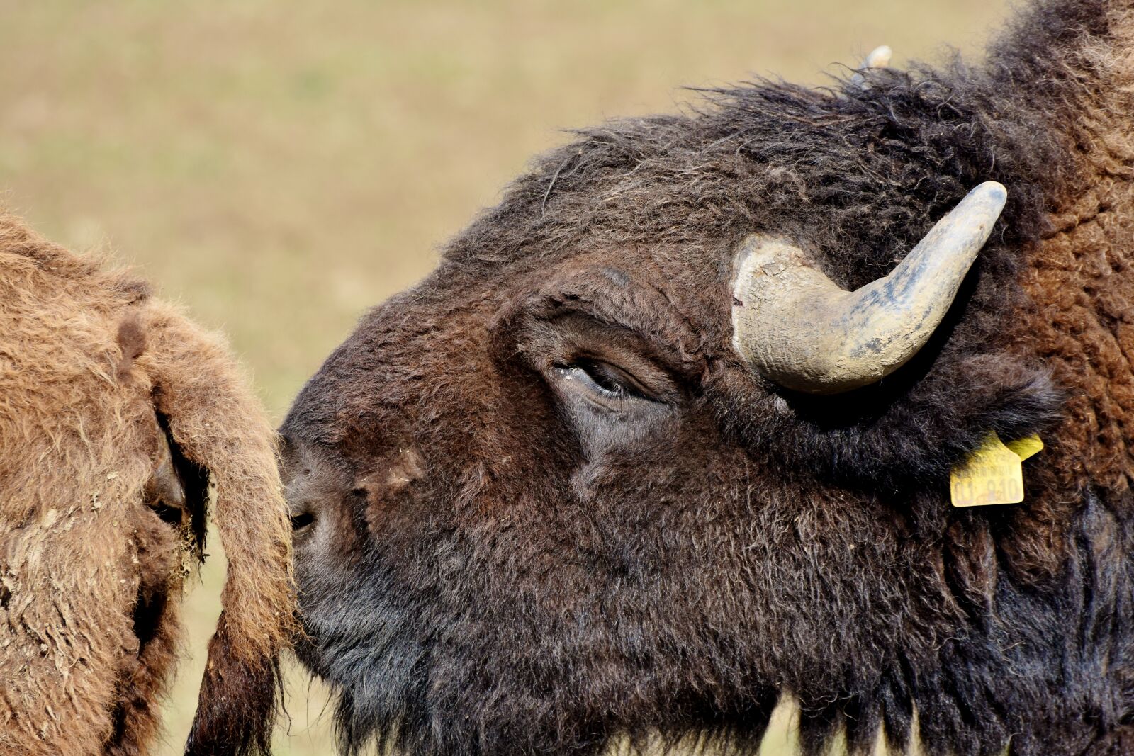 Nikon D7200 sample photo. Bison, buffalo, horns photography
