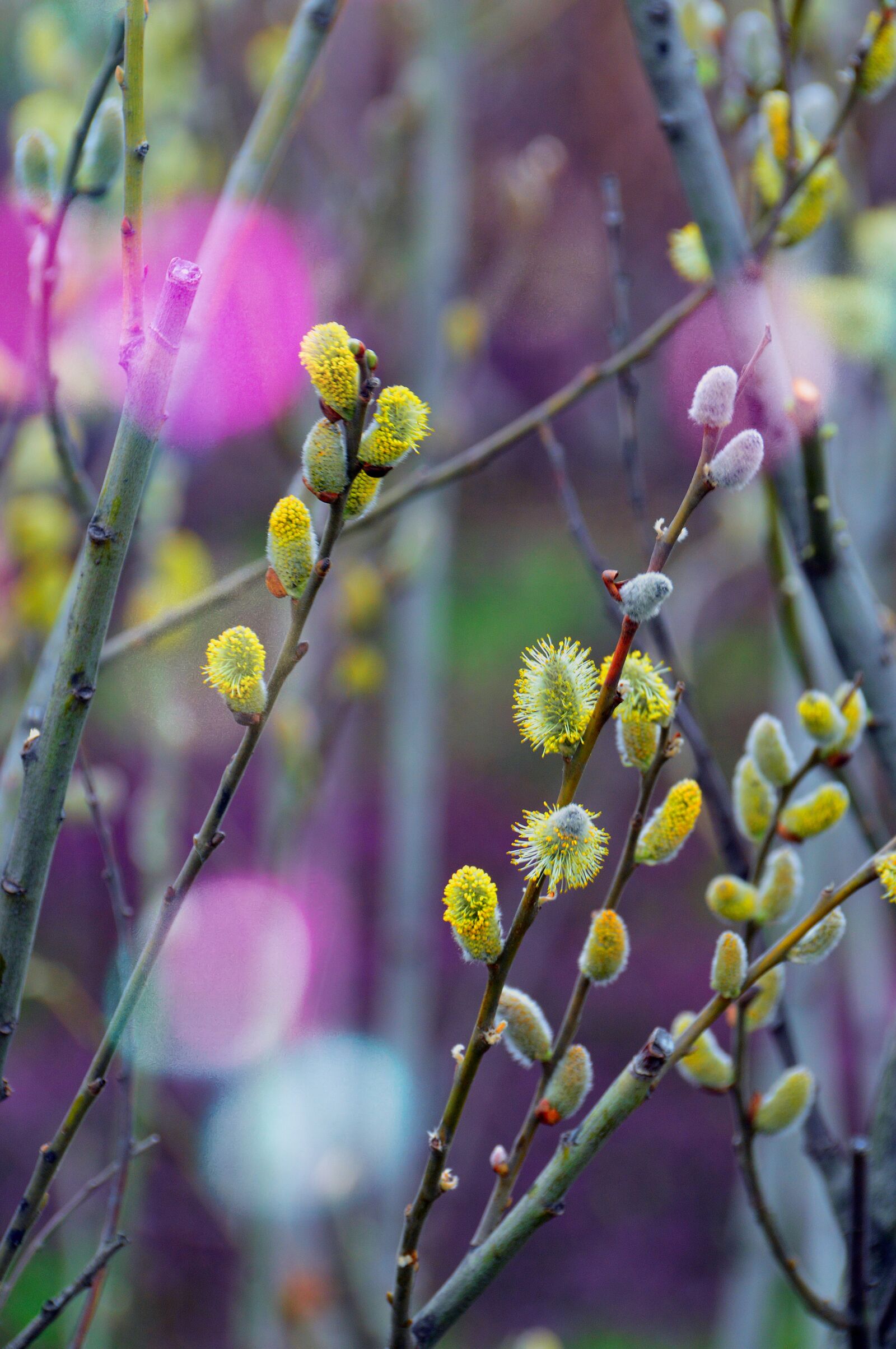 Nikon D3200 sample photo. Nature, flower, plant photography