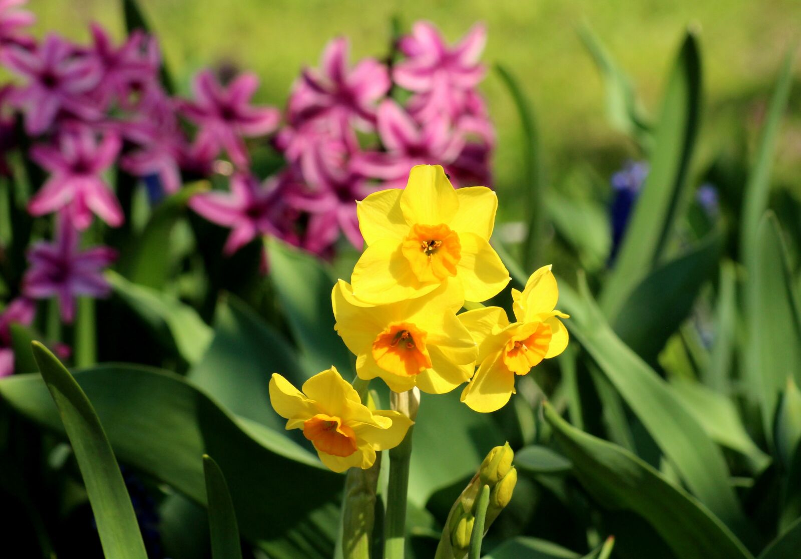 Canon EOS 1200D (EOS Rebel T5 / EOS Kiss X70 / EOS Hi) sample photo. Daffodil, daffodils, spring flowers photography