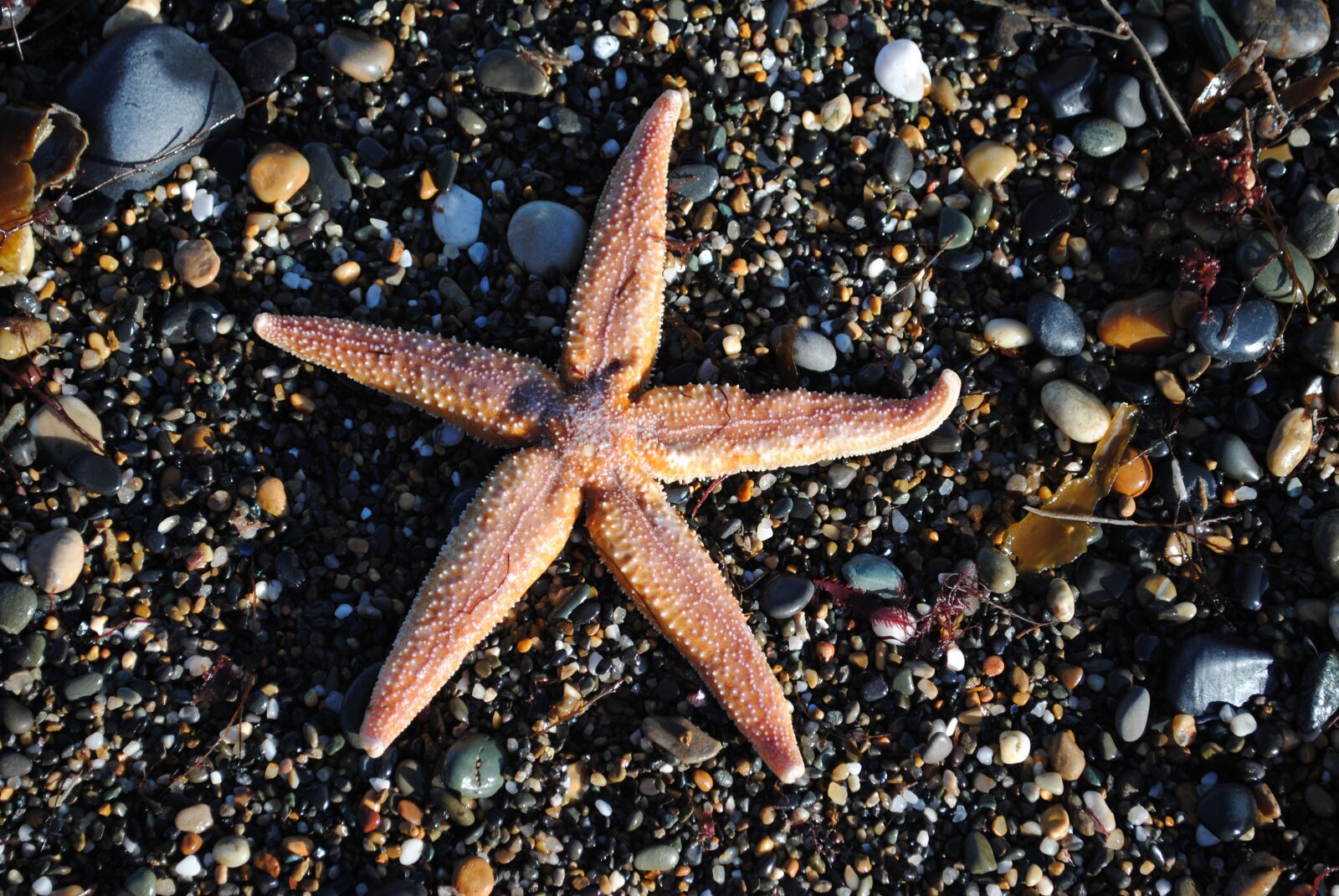Nikon D3000 sample photo. Sand, beach, sea photography