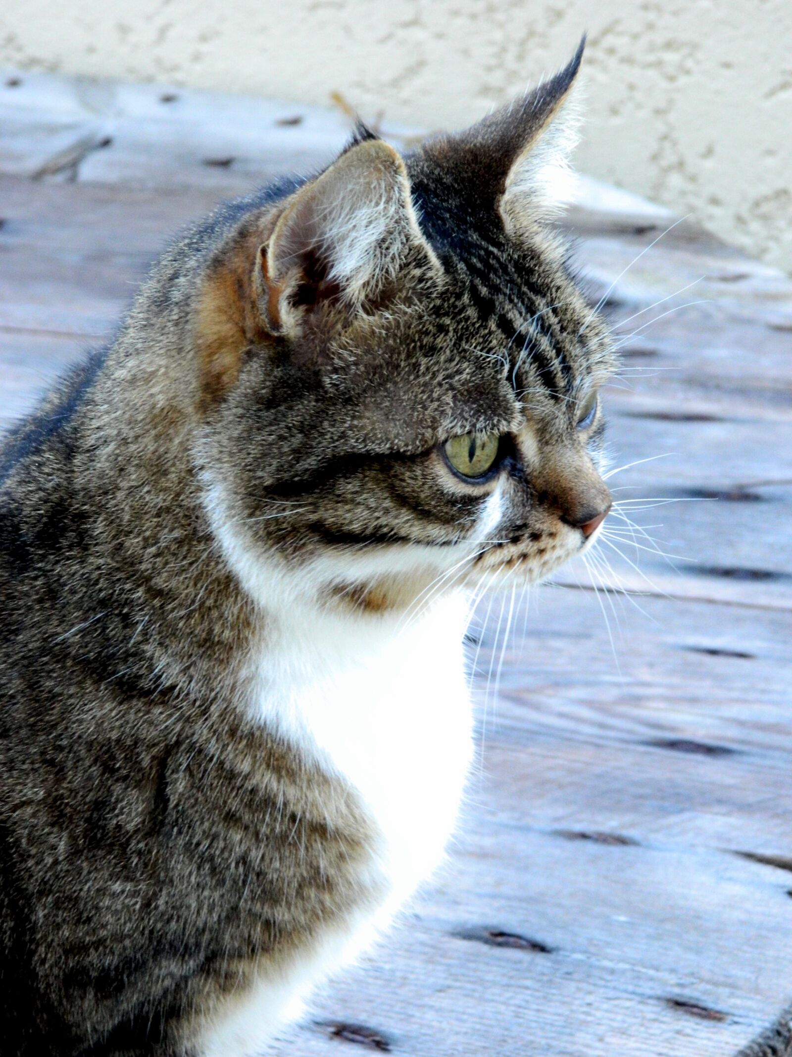 Nikon COOLPIX L310 sample photo. Cat, animals, portrait photography