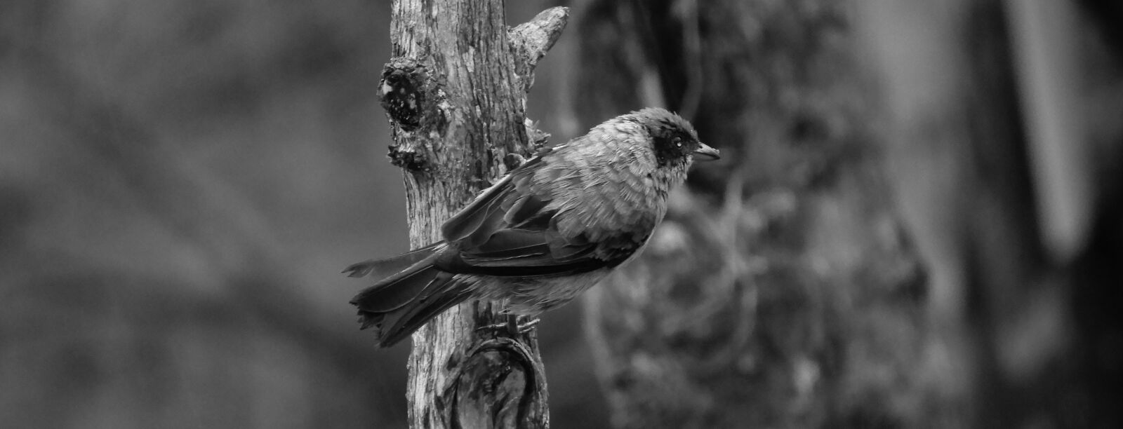 Nikon Coolpix B700 sample photo. Black and white, bird photography