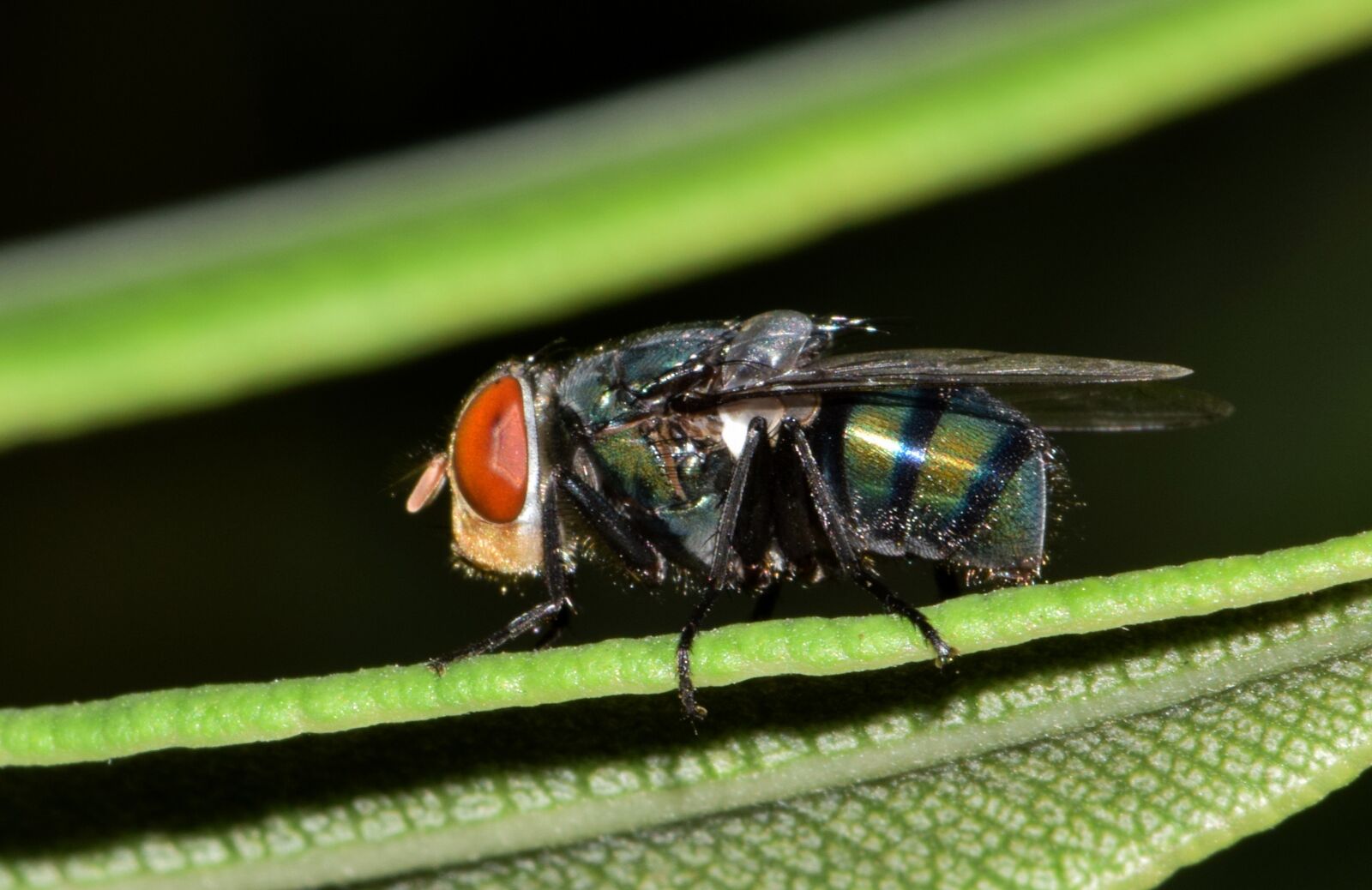 Nikon D5300 sample photo. Fly, housefly, insect photography