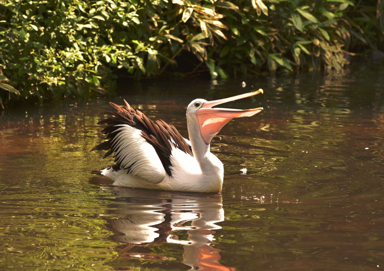 Nikon D750 sample photo. Pelikan, water, water bird photography
