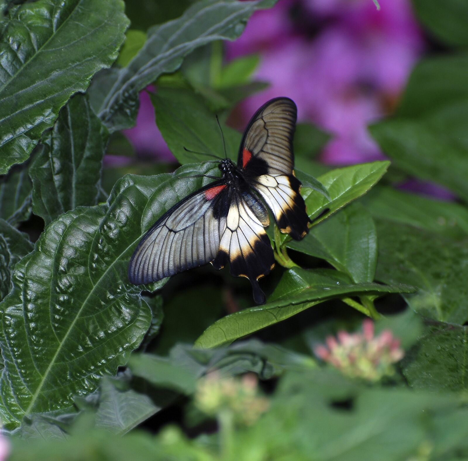 Nikon D80 sample photo. Butterfly, rumanzovia, wings photography