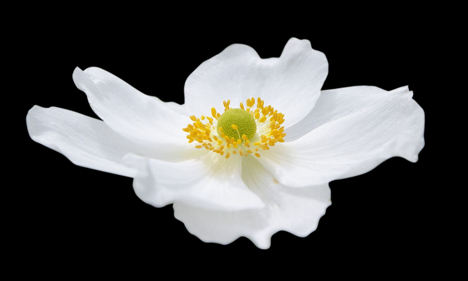 Nikon D7000 sample photo. Nature, flower, flora photography