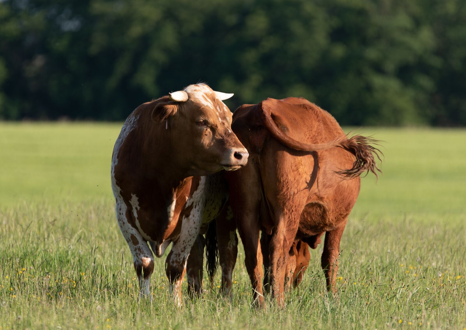 Nikon D750 sample photo. Cows, horns, mammals photography