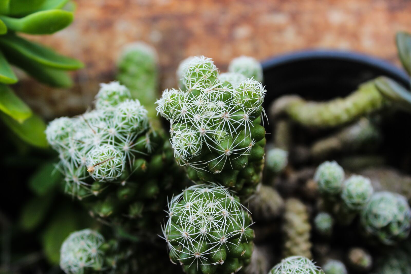 Canon EOS 600D (Rebel EOS T3i / EOS Kiss X5) sample photo. Cactus, spina, plant photography