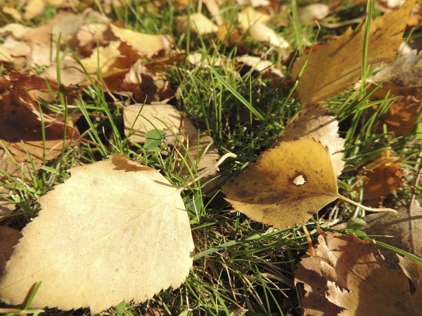Nikon Coolpix P510 sample photo. Leaves, autumn, ocher photography