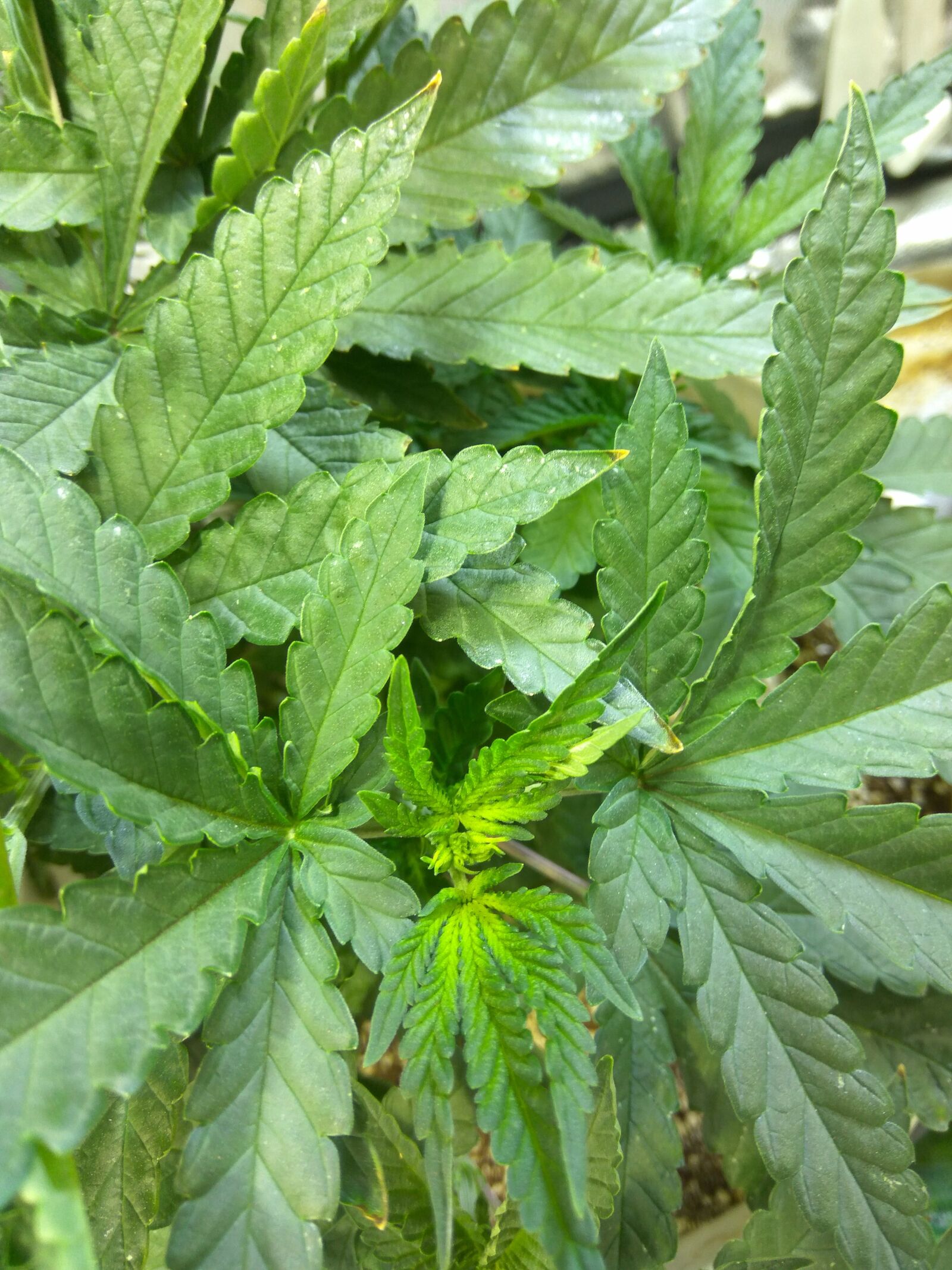 Xiaomi Redmi Note3 sample photo. Cannabis, plant, indoor photography
