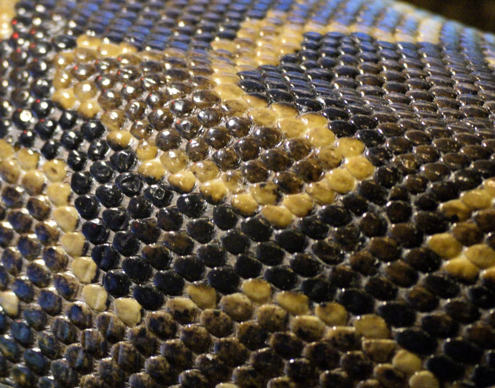 Nikon D3300 sample photo. Snake skin, reptile, skin photography