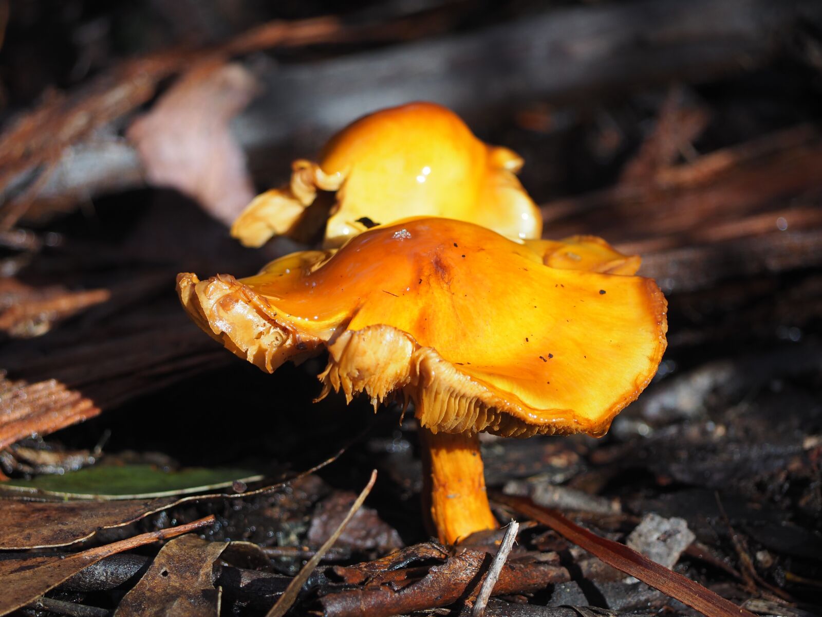 Olympus OM-D E-M10 sample photo. Toadstool, mushroom, orange photography