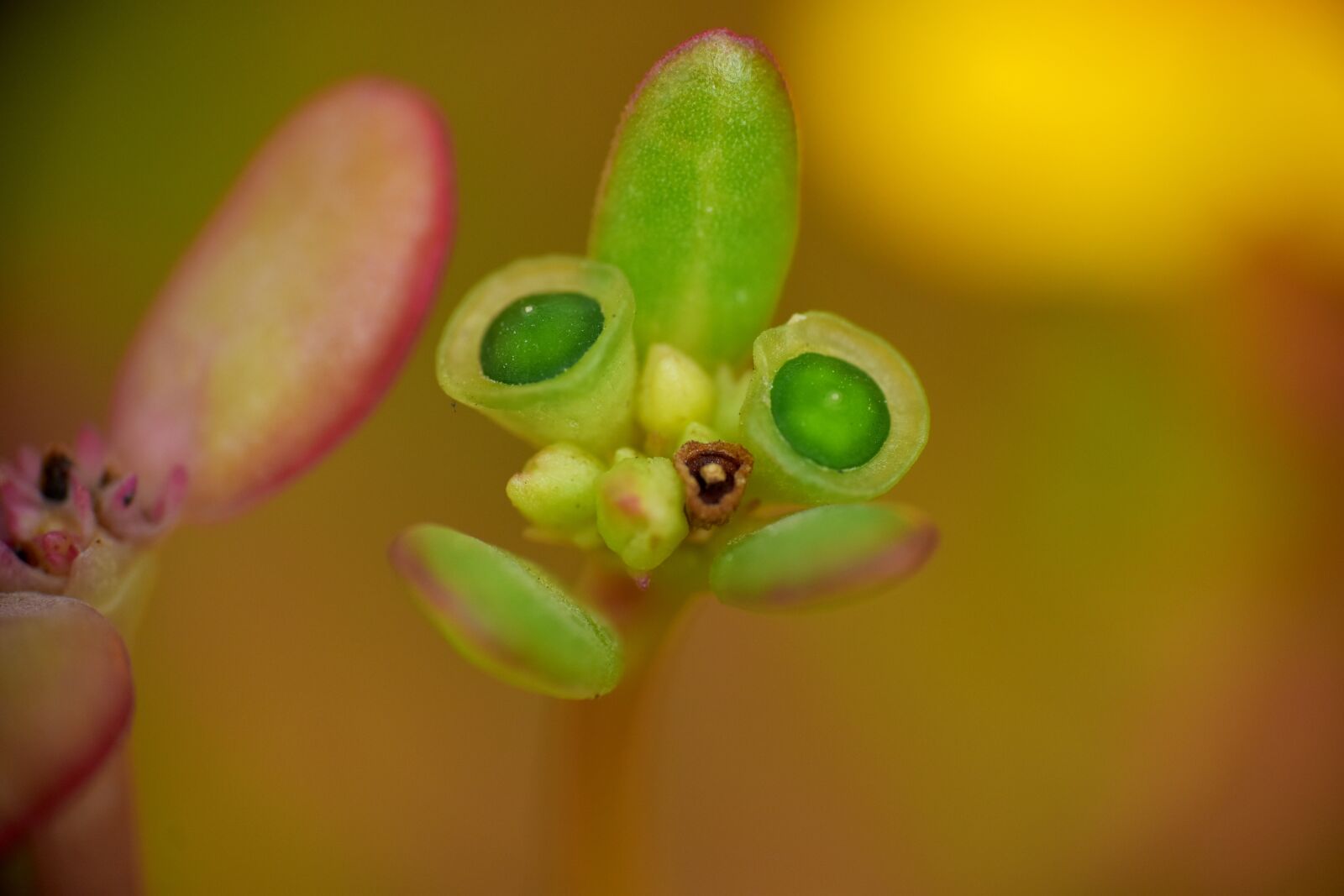 Nikon D5600 sample photo. Budding leaf, budding shoot photography