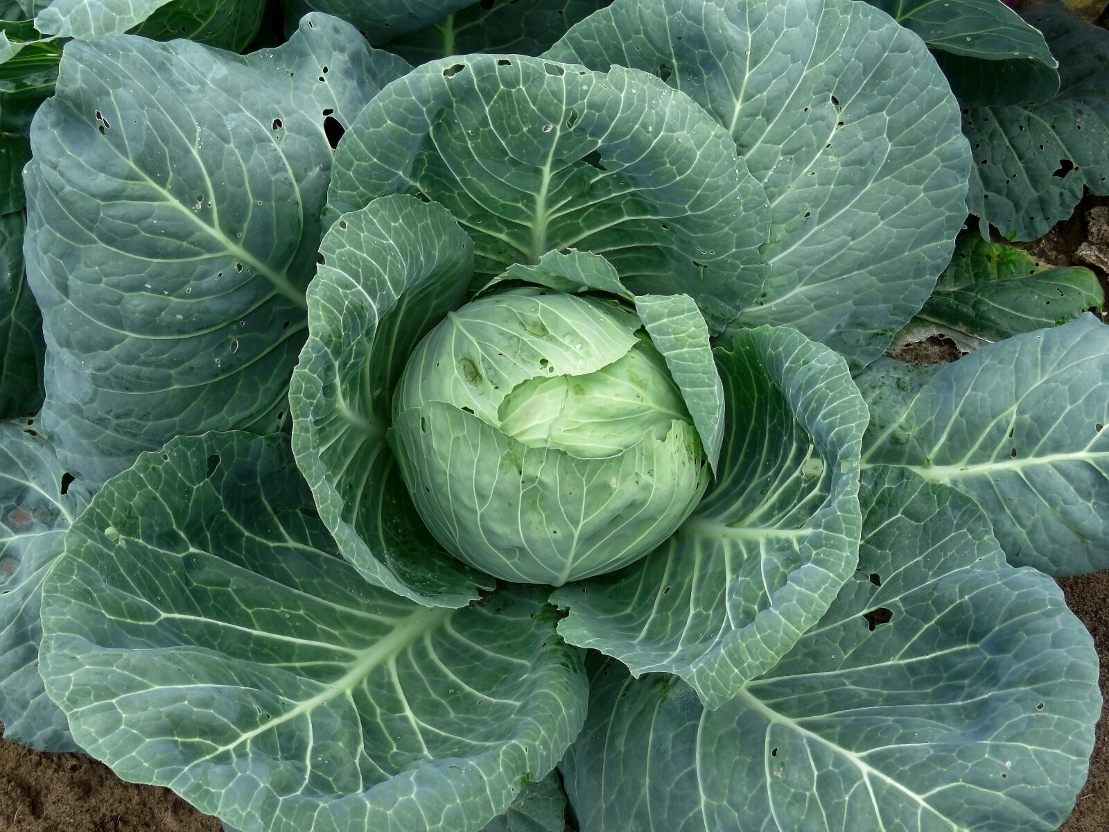 Canon PowerShot SX60 HS sample photo. Cabbage, vegetables, nutrition photography