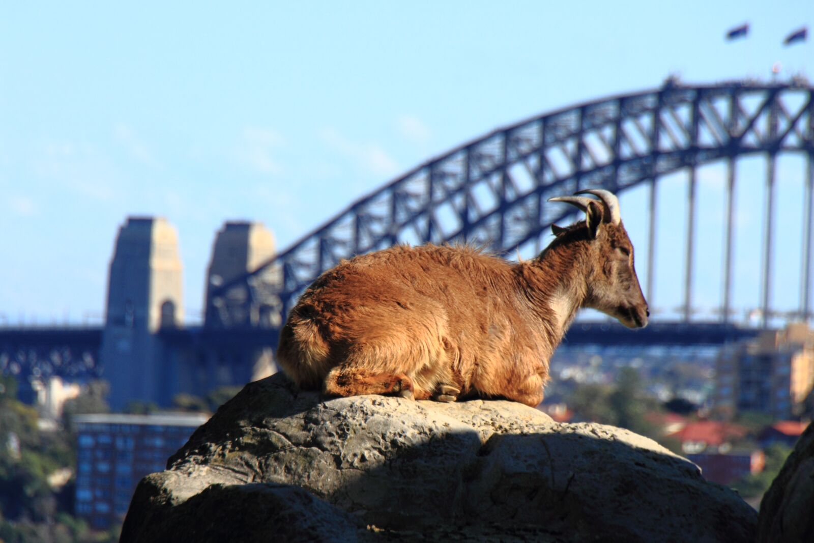 Canon EOS 7D sample photo. Goat, animal, sydney harbour photography
