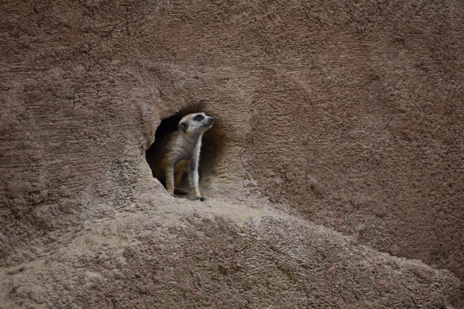 Nikon D5600 sample photo. Meerkat, animal, zoo photography