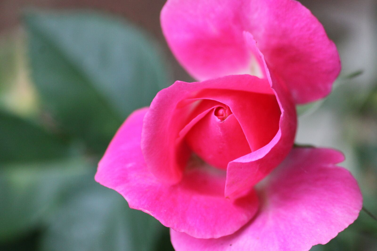 Canon EOS 50D sample photo. Flower, pink, pink flower photography