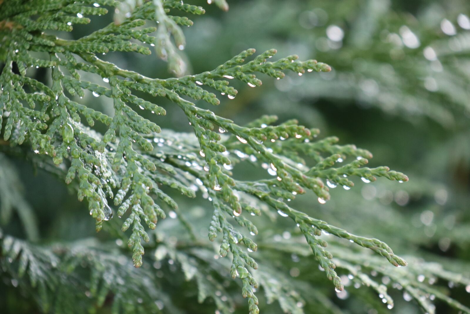 Canon EOS M6 sample photo. Summer, plant, green photography