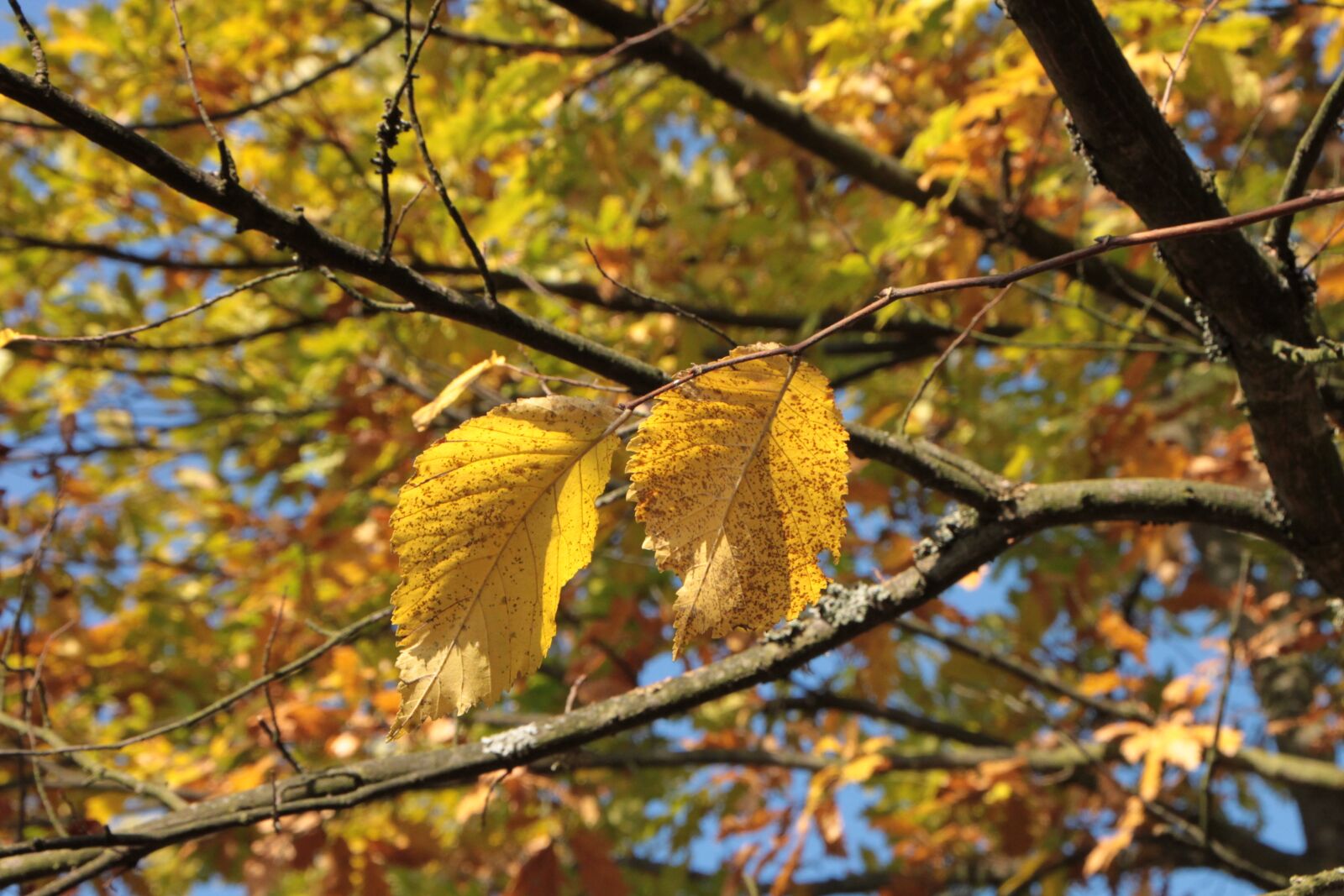 Canon EOS 500D (EOS Rebel T1i / EOS Kiss X3) sample photo. Colors, fall, forest photography