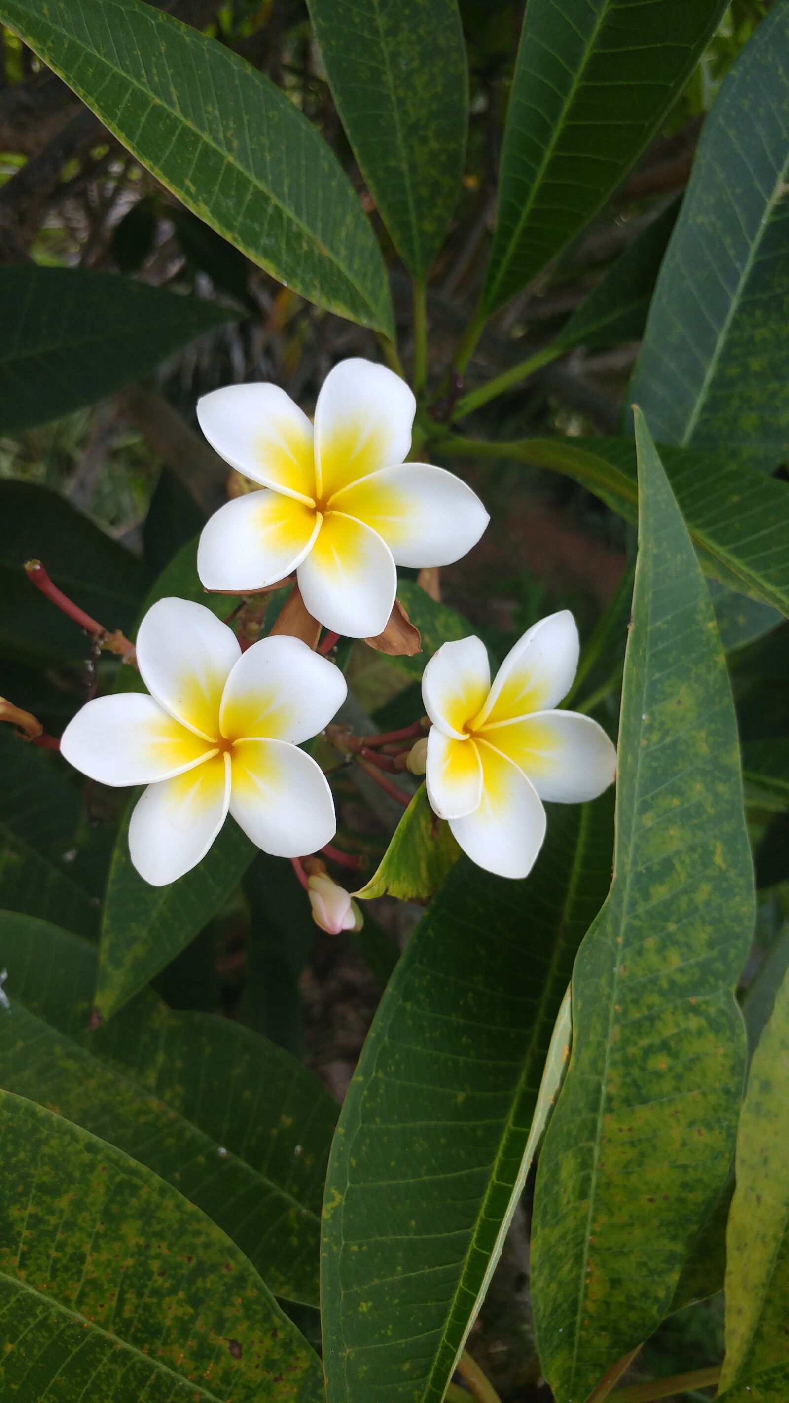 LG G5 sample photo. Tropical, flower, foliage photography
