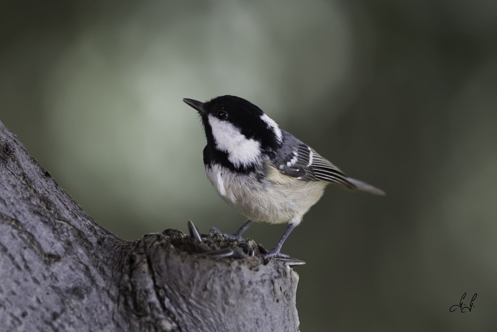 Canon EF 300mm F2.8L IS USM sample photo. Tit, bird, nature photography