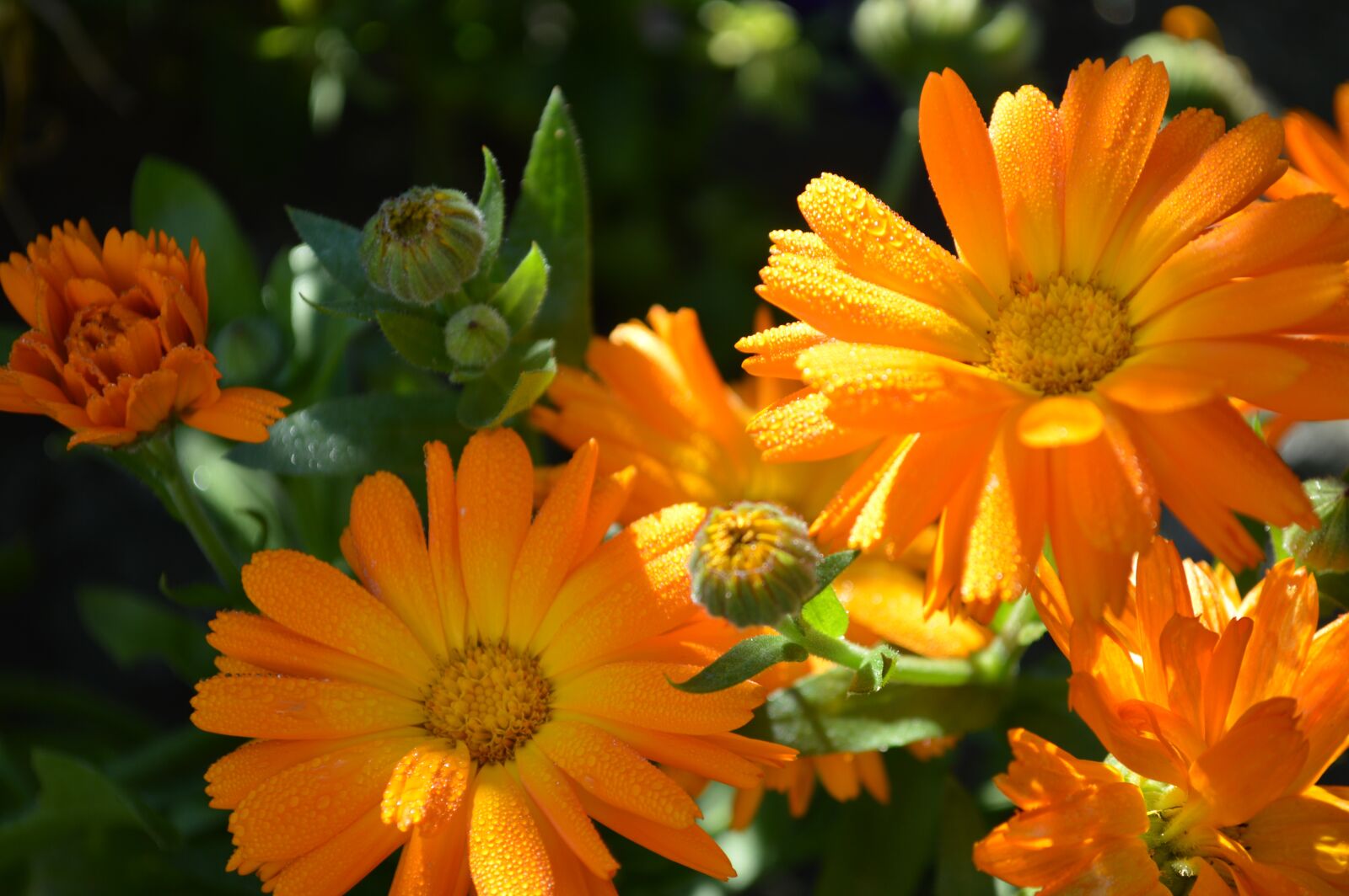 Nikon D3200 sample photo. Flower, plant, natural photography
