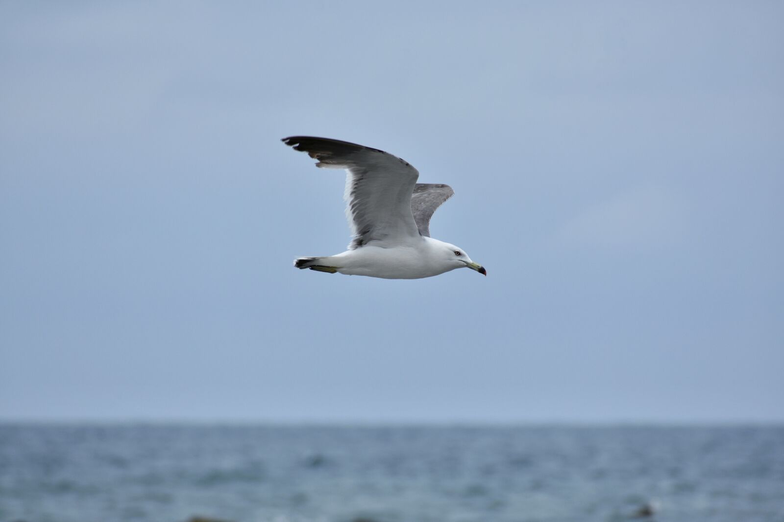 Nikon D7200 sample photo. Animal, sky, sea photography