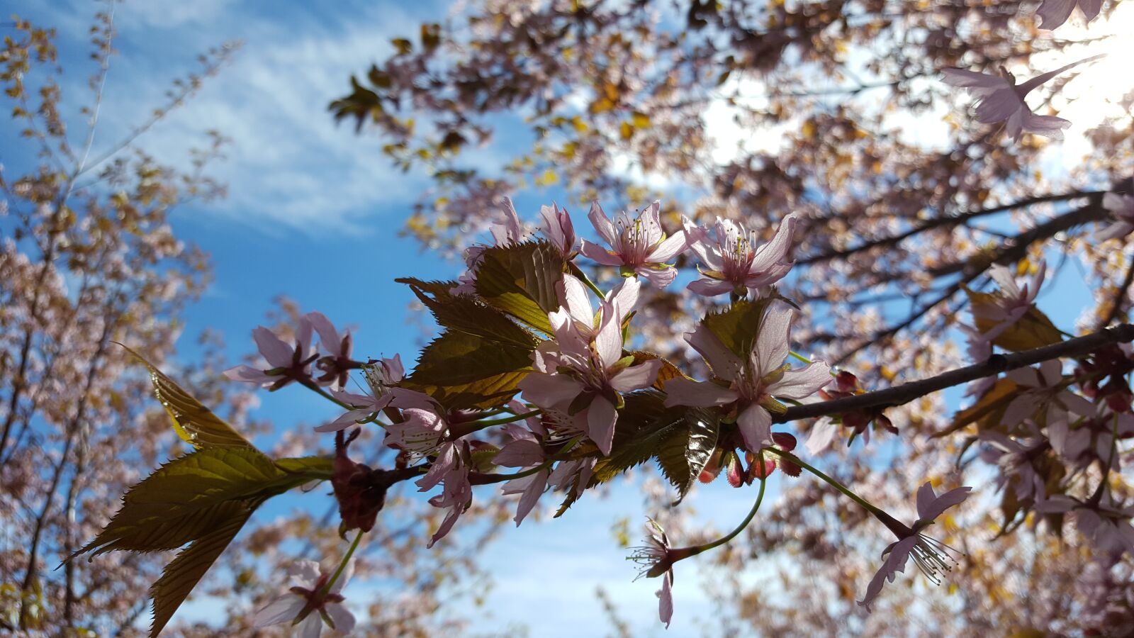 Samsung Galaxy S6 sample photo. Cherry blossom, cherry blossoms photography