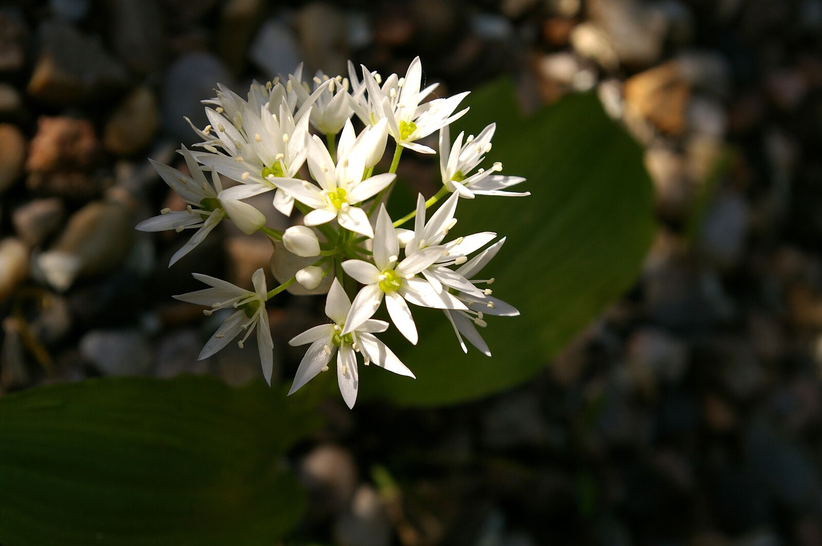 Pentax *ist DL2 sample photo. Bear's garlic, herbs, bloom photography