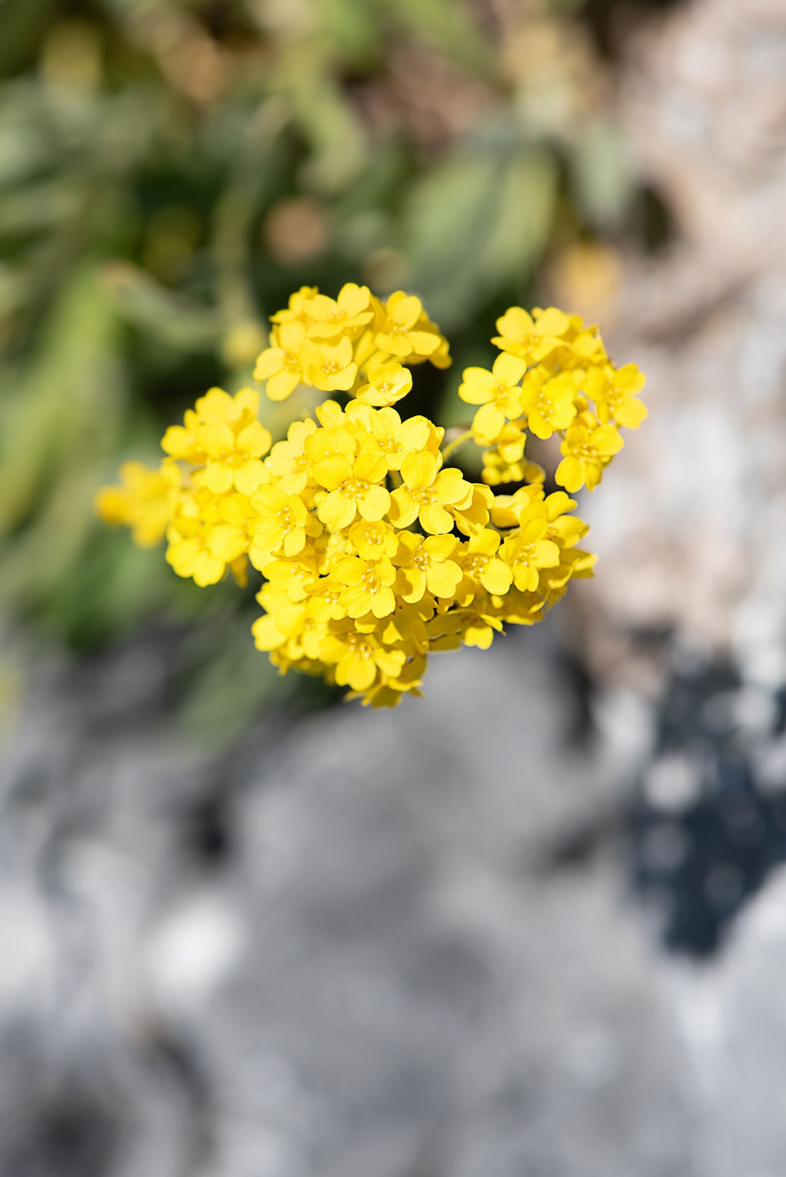 Nikon D750 sample photo. Flower, yellow, yellow flower photography