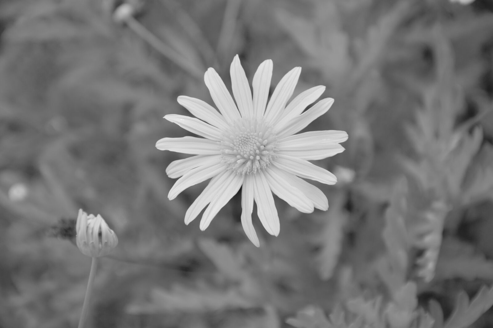 Nikon D5200 sample photo. Flower, photo black white photography