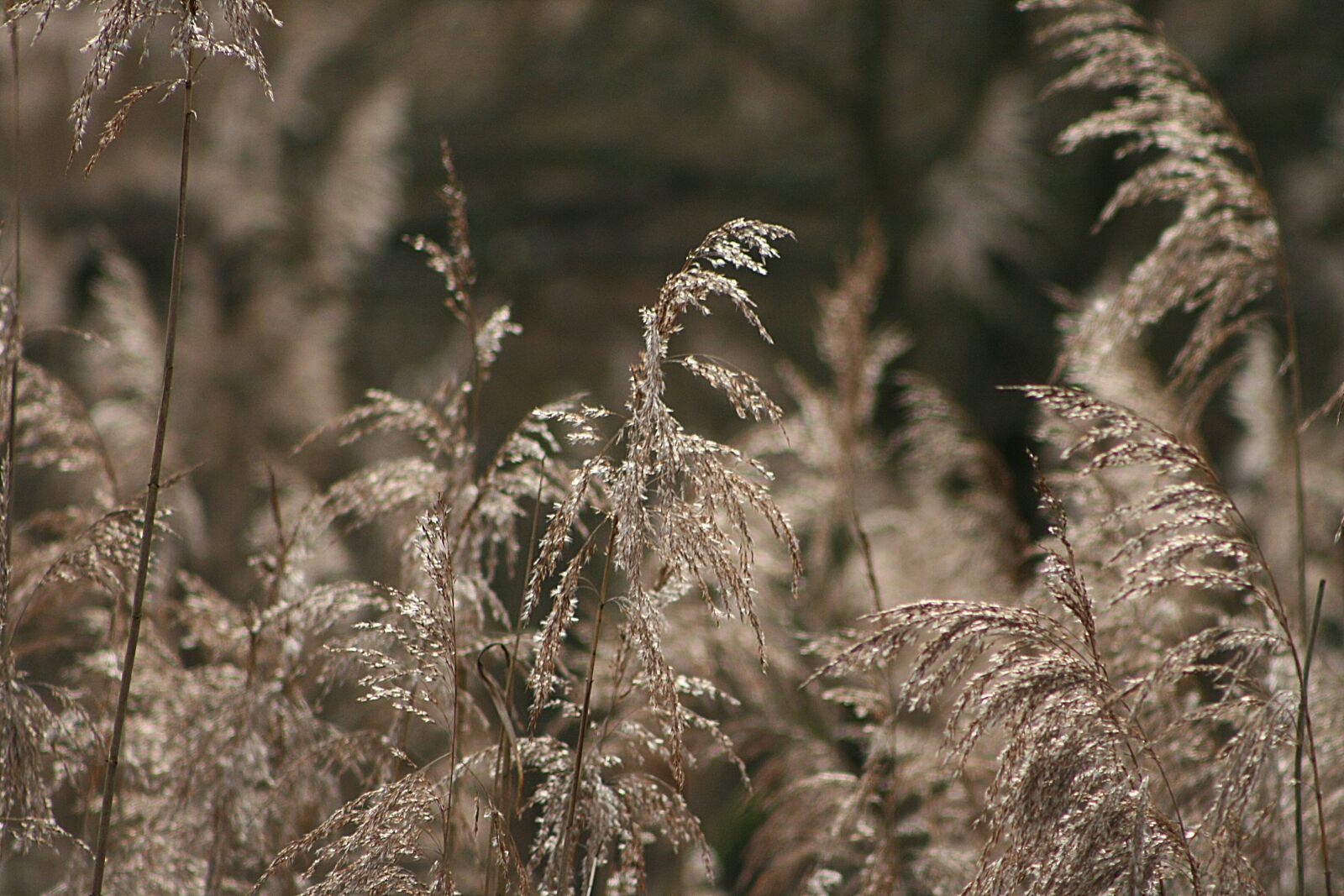 Canon EOS 400D (EOS Digital Rebel XTi / EOS Kiss Digital X) sample photo. Nature, season, plant photography