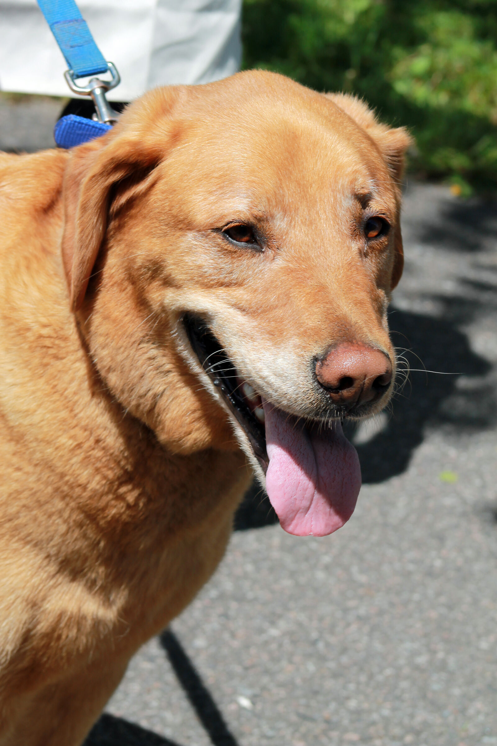 Canon EOS 1100D (EOS Rebel T3 / EOS Kiss X50) sample photo. Dog, labrador photography