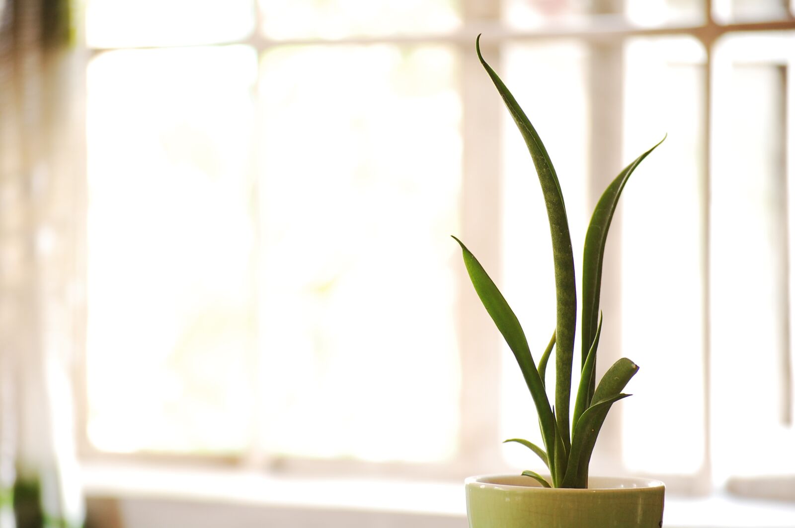 Nikon D40 sample photo. Vase, green, snake plant photography