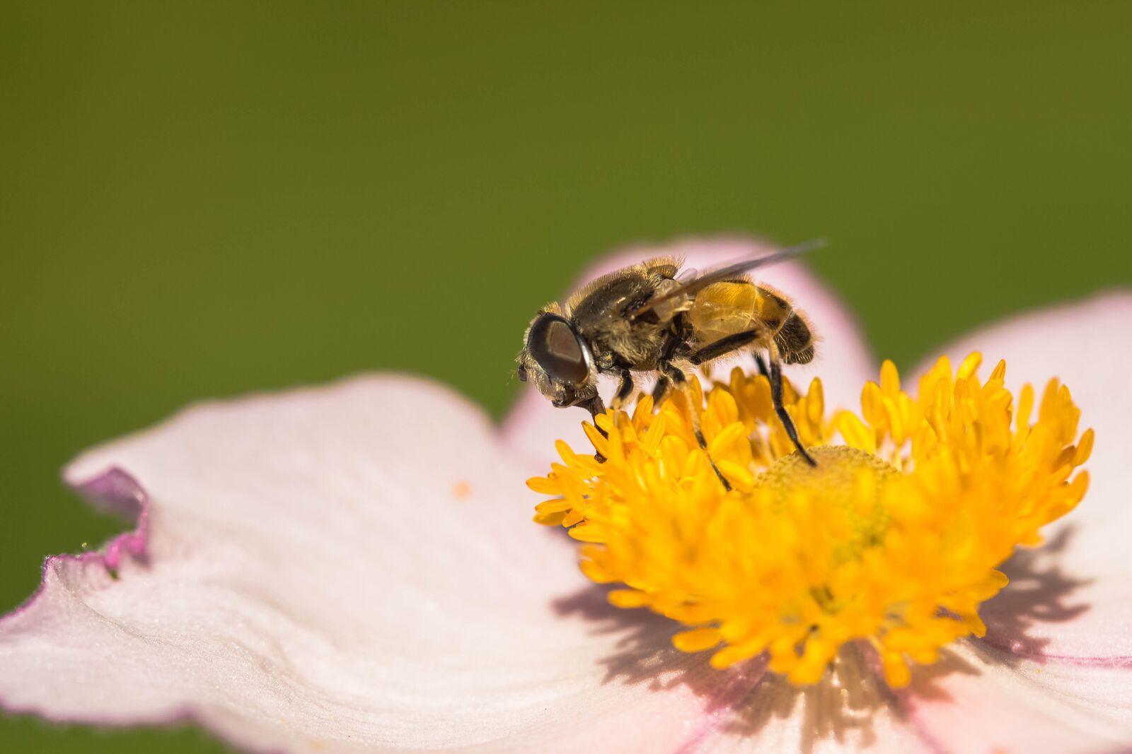 Canon EOS 650D (EOS Rebel T4i / EOS Kiss X6i) sample photo. Hover fly, collect nectar photography