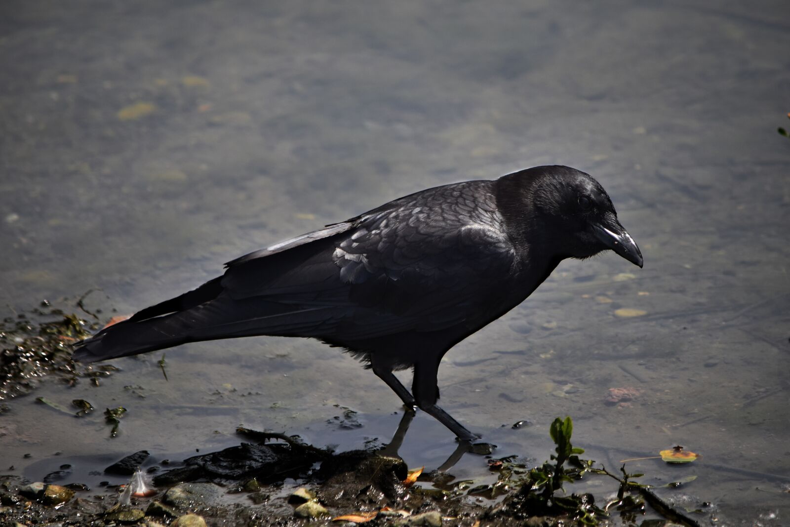 Nikon D5600 sample photo. Bird, black crow standing photography