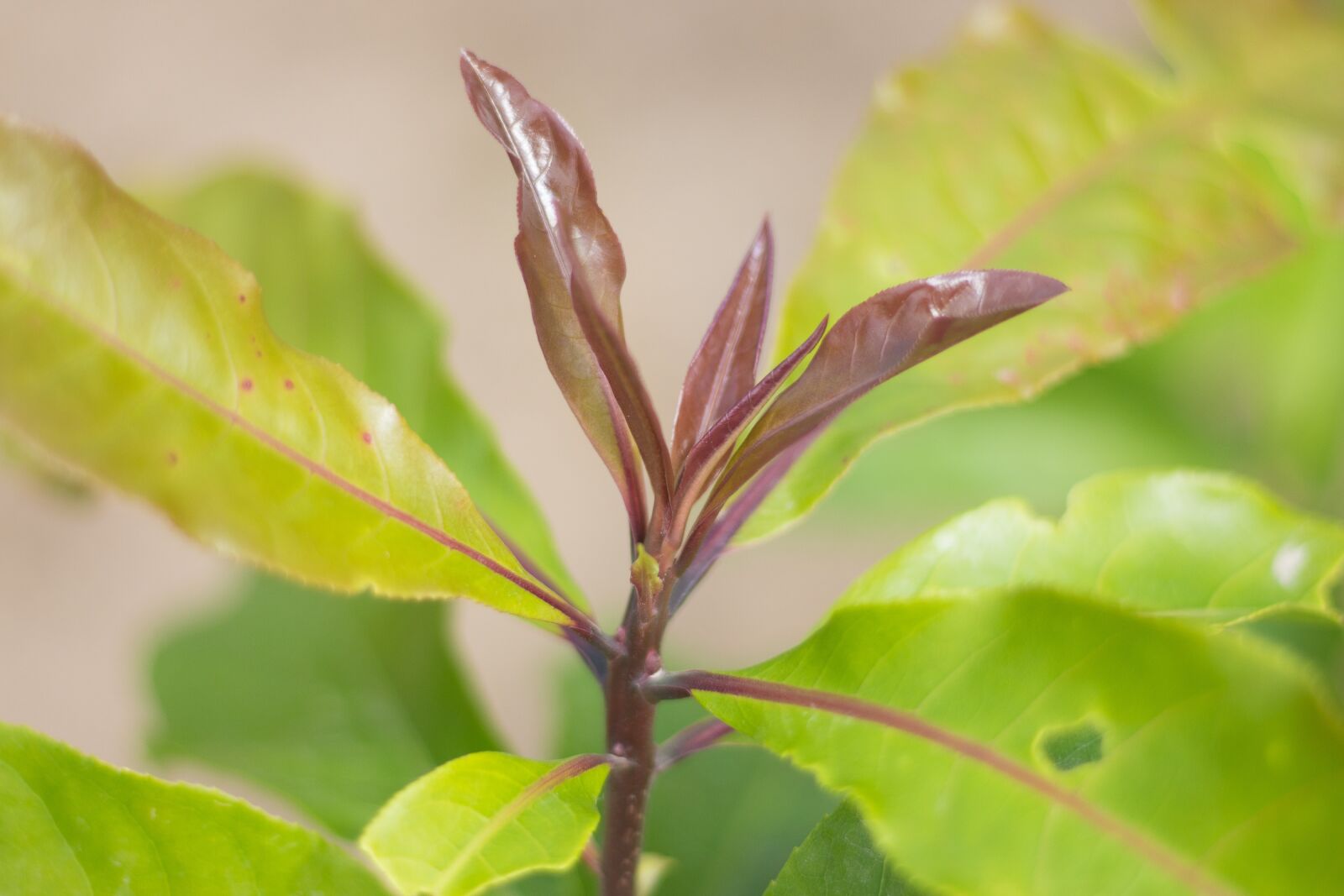 Canon EF 50mm F1.8 STM sample photo. Tree loc sesame, loc photography