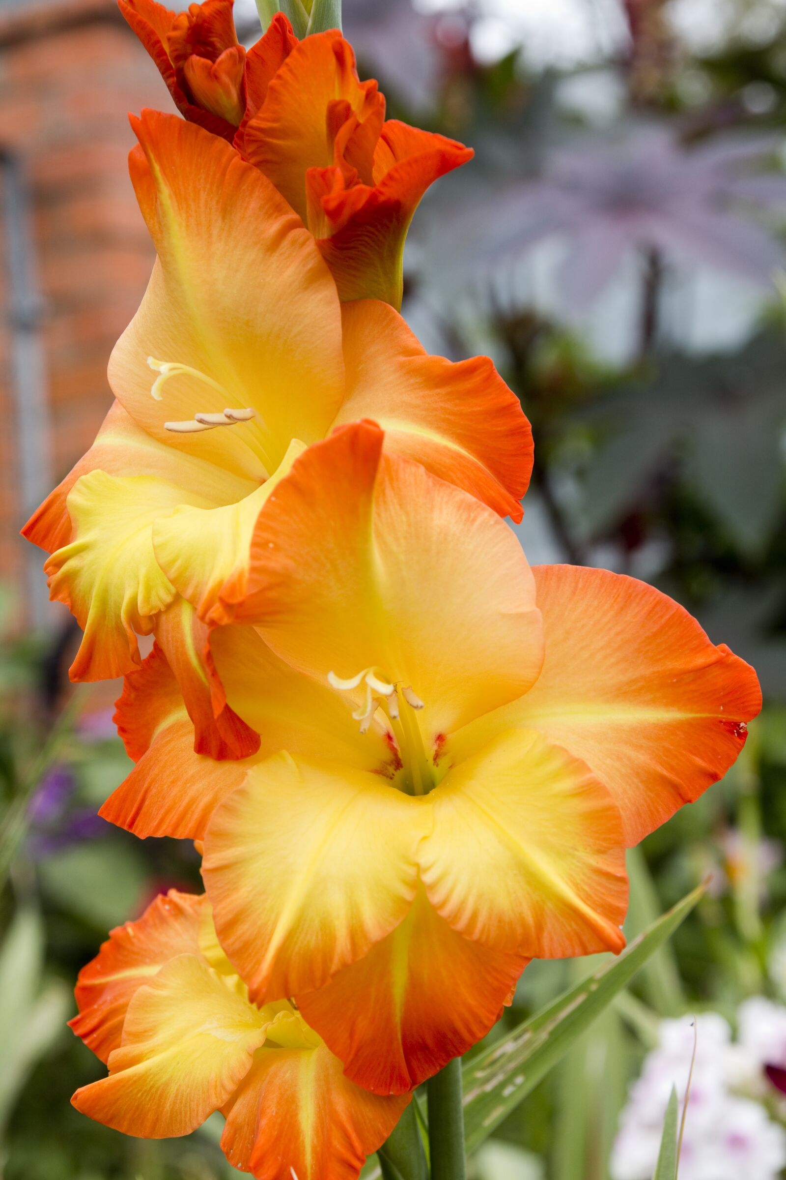 Canon EOS 70D sample photo. Gladiolus, flower, floral photography