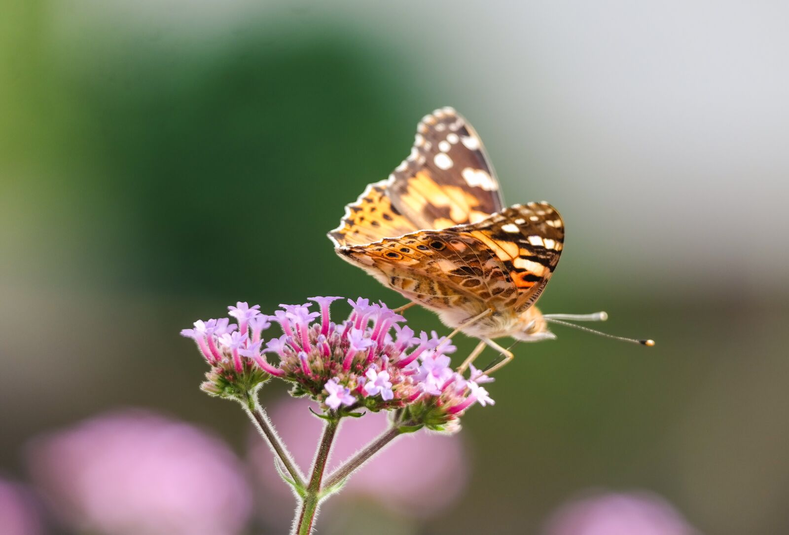 Samsung NX300 sample photo. Butterfly, vanessa cardui, insect photography