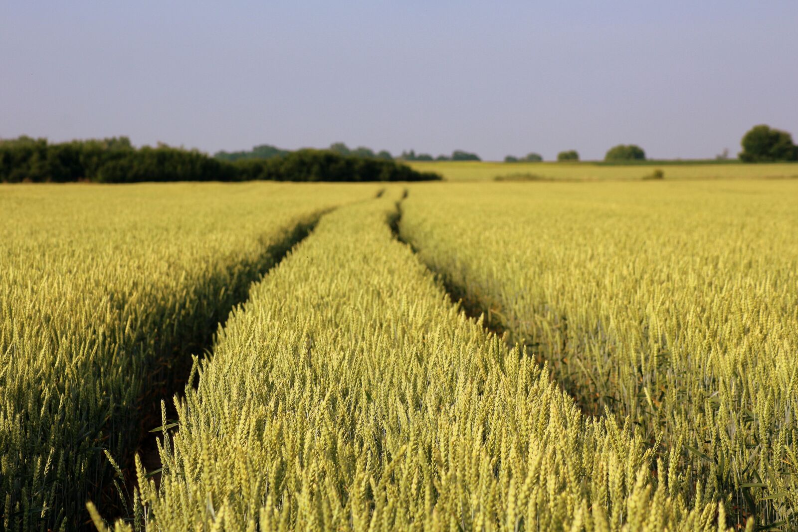 Canon EOS 1200D (EOS Rebel T5 / EOS Kiss X70 / EOS Hi) sample photo. Field, wheat, corn photography