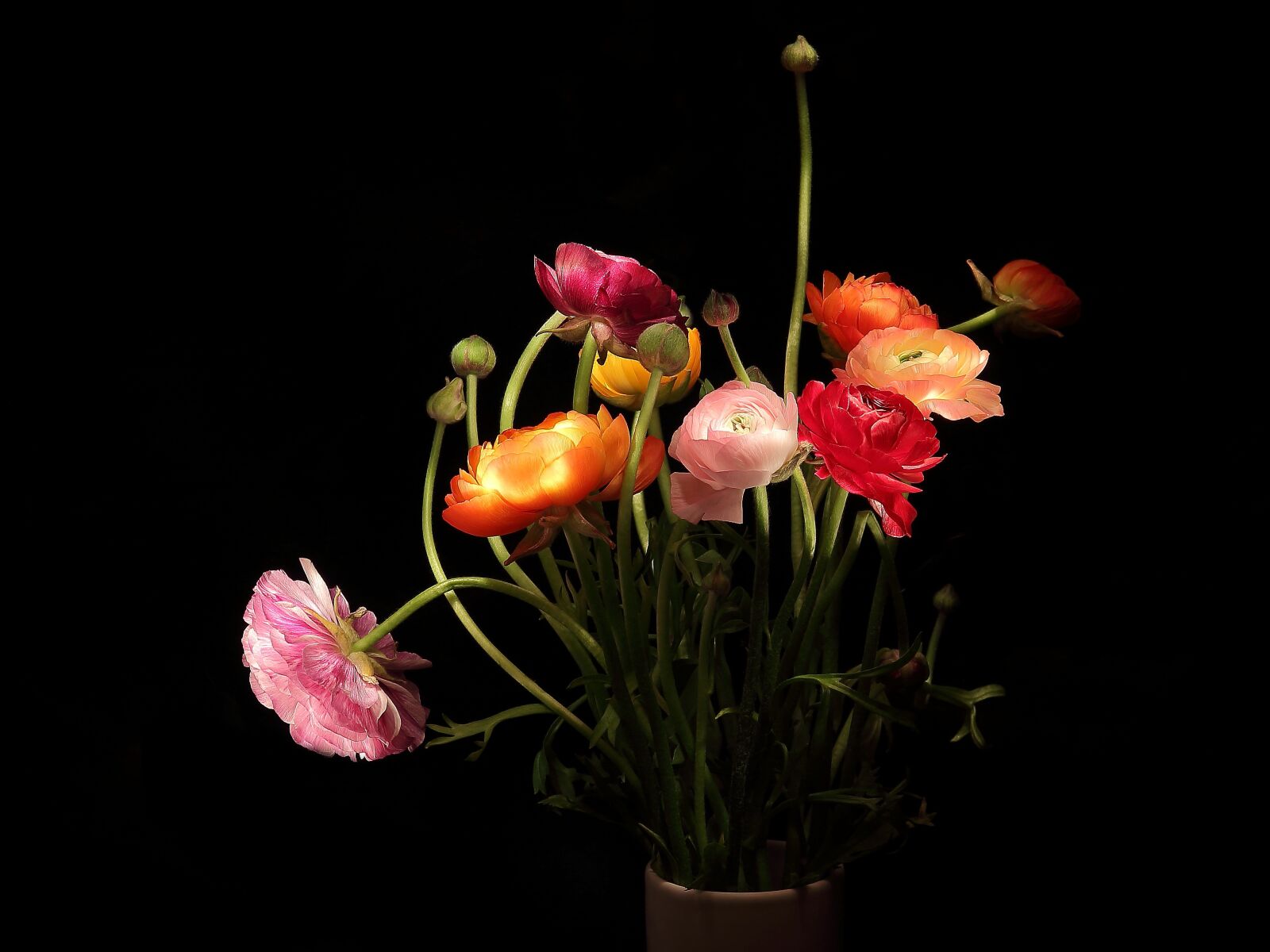 Canon EOS 650D (EOS Rebel T4i / EOS Kiss X6i) sample photo. Ranunculus, strauss, mothersday photography