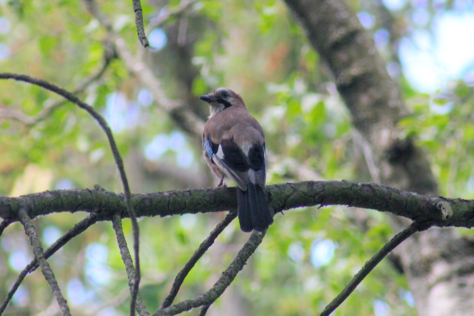 Canon EOS 550D (EOS Rebel T2i / EOS Kiss X4) sample photo. Jay, songbird, perching birds photography